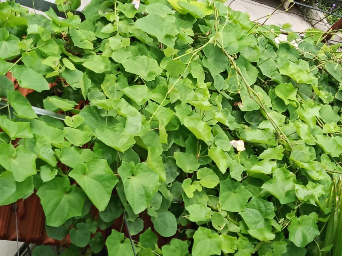 Green Space Homestay ニンビン エクステリア 写真