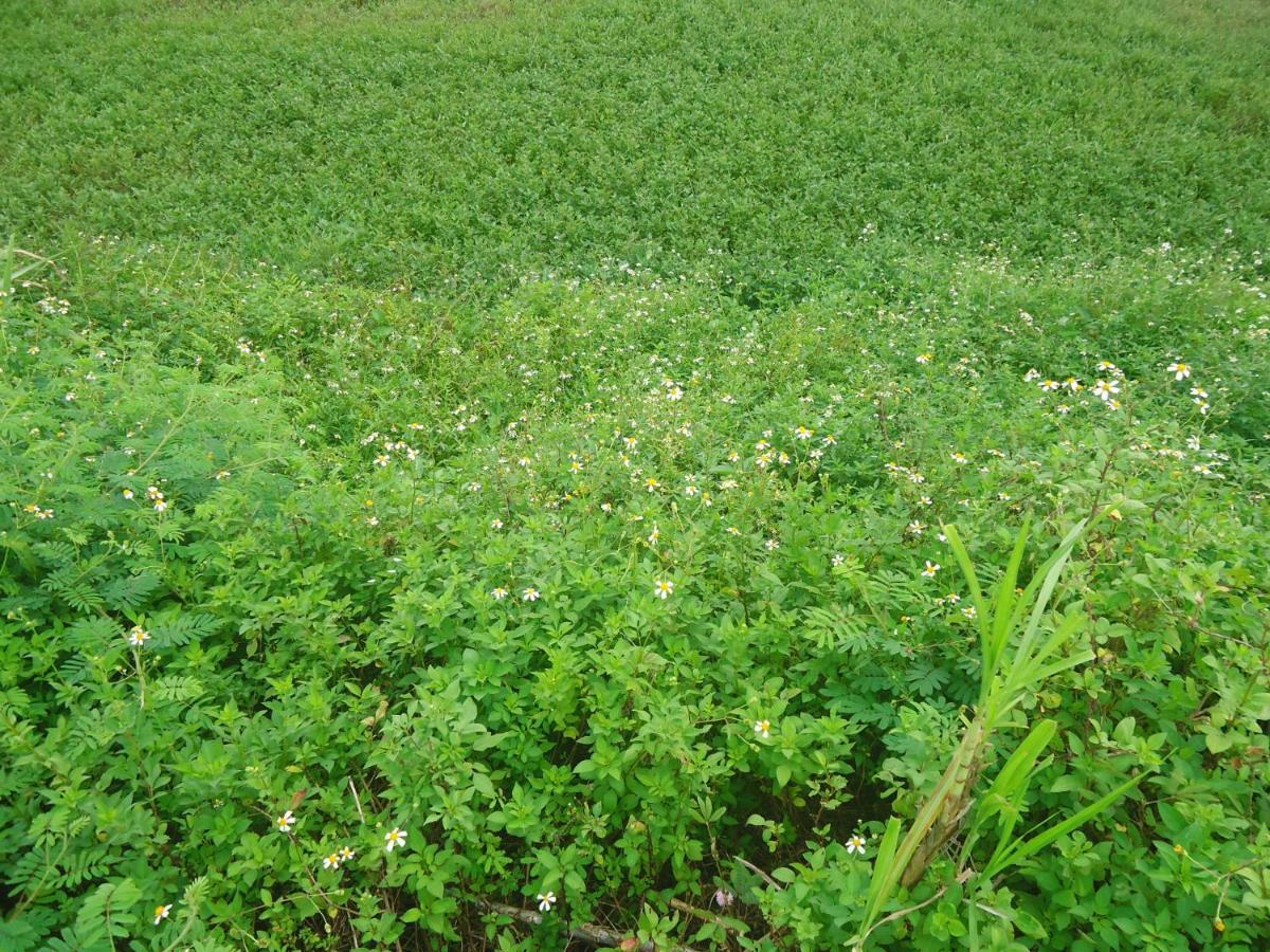 Green Space Homestay ニンビン エクステリア 写真